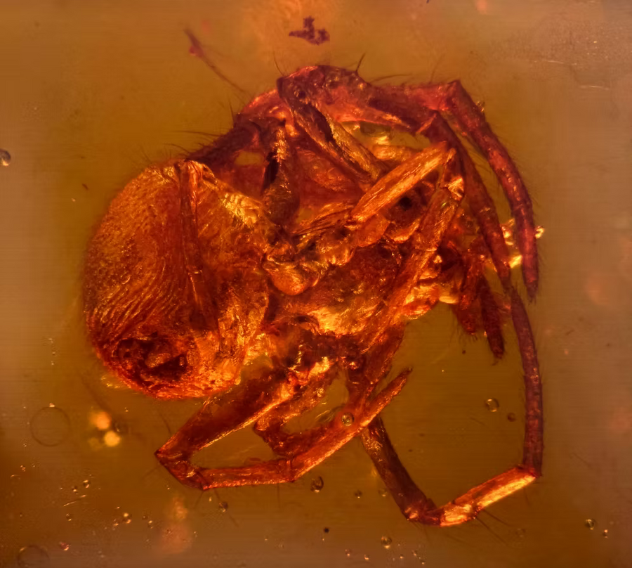 Insect in Dinosaur Age Burmite "Amber"