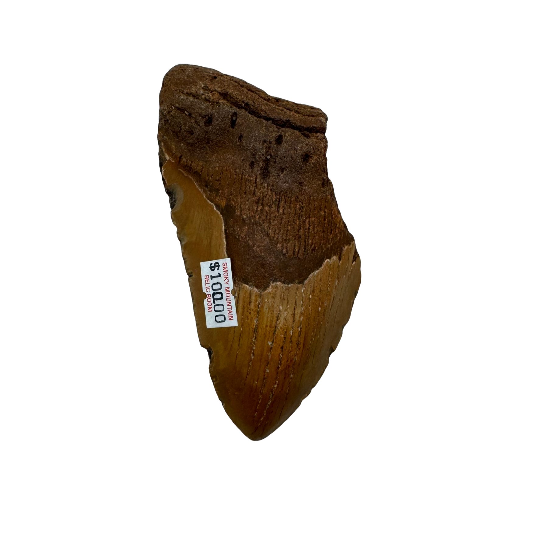 Megalodon Tooth A grade 3/4