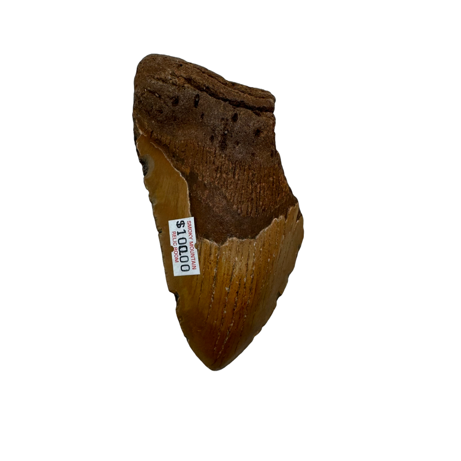 Megalodon Tooth A grade 3/4