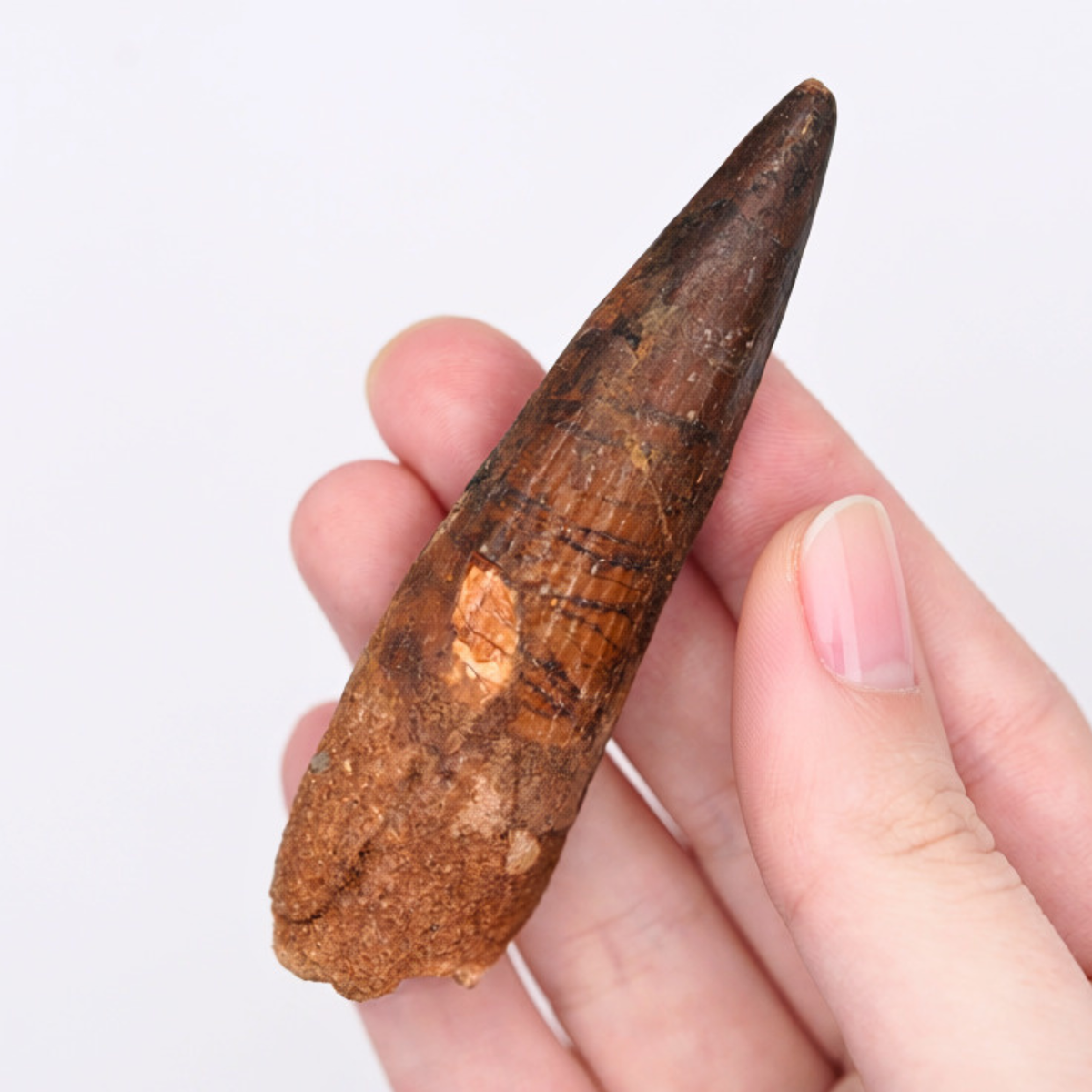Fossilized Spinosaurus Tooth – Kem Kem Beds, Morocco – Cretaceous Period
