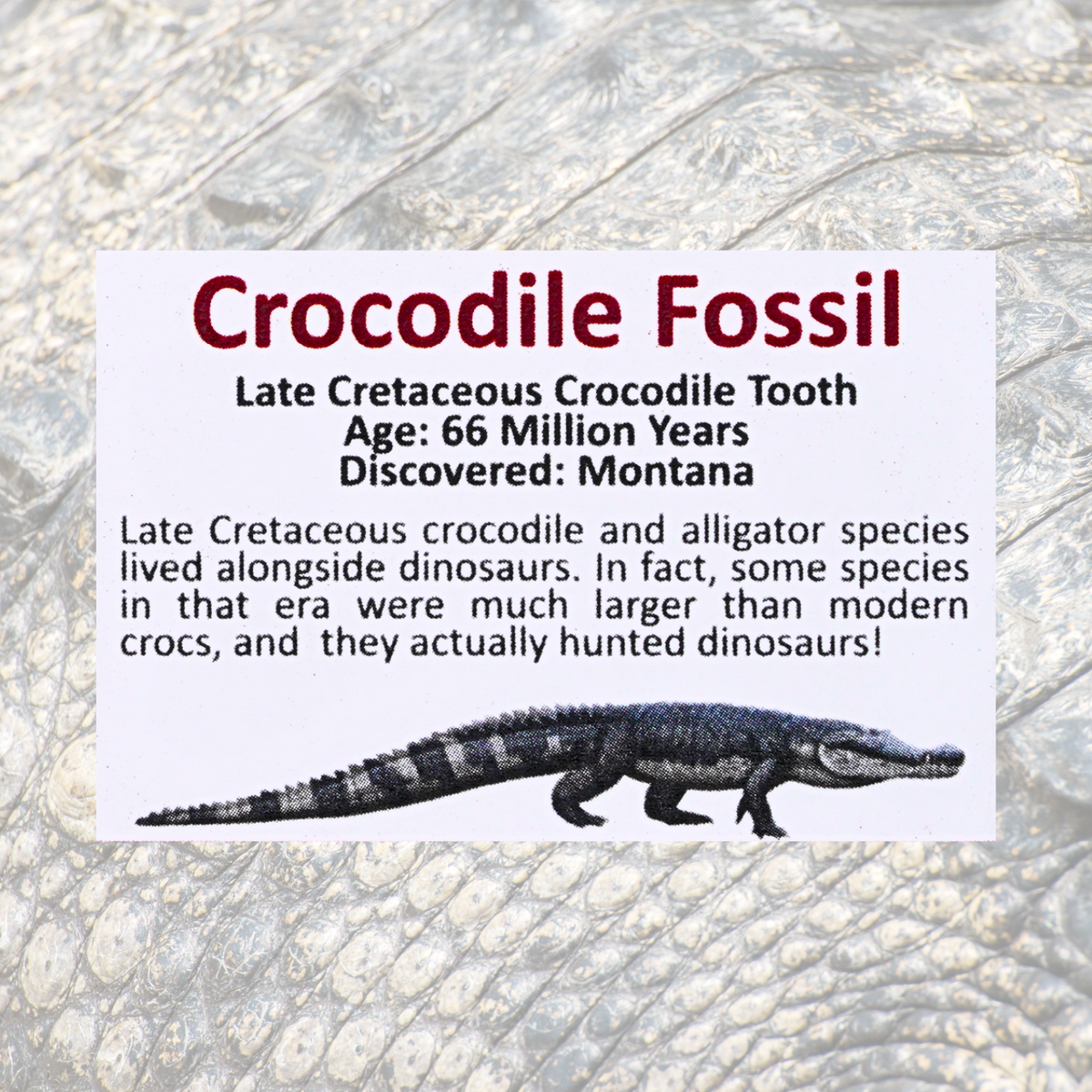 Pokémon Fossil Display - Fuecoco with Crocodile Tooth Fossil