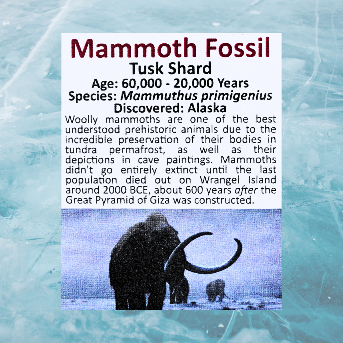 Pokémon Fossil Display - Mamoswine with Mammoth Tusk Shard