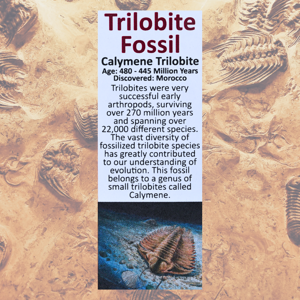 Pokémon Fossilien-Ausstellung – Kabutops Trilobiten-Fossil