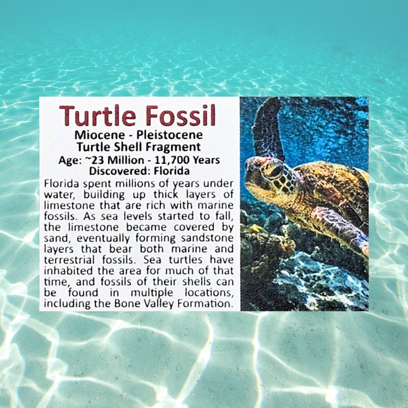 Pokémon Fossil Display - Carracosta Turtle Fossil
