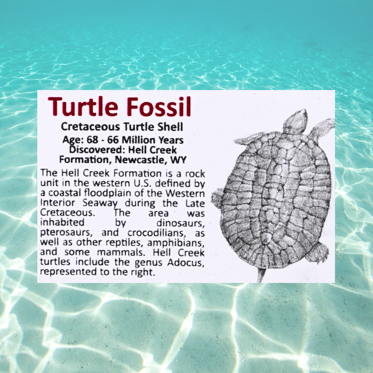 Pokémon Fossil Display - Turtwig with Turtle Shell Fossil