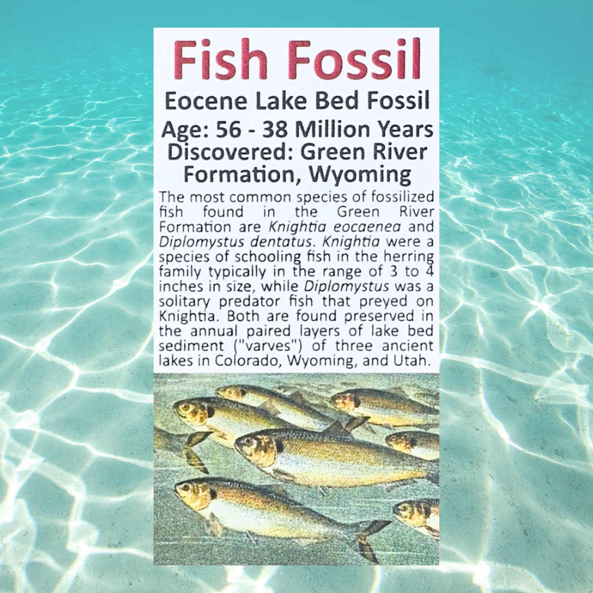 Pokémon Fossil Display - Magikarp Fish Fossil