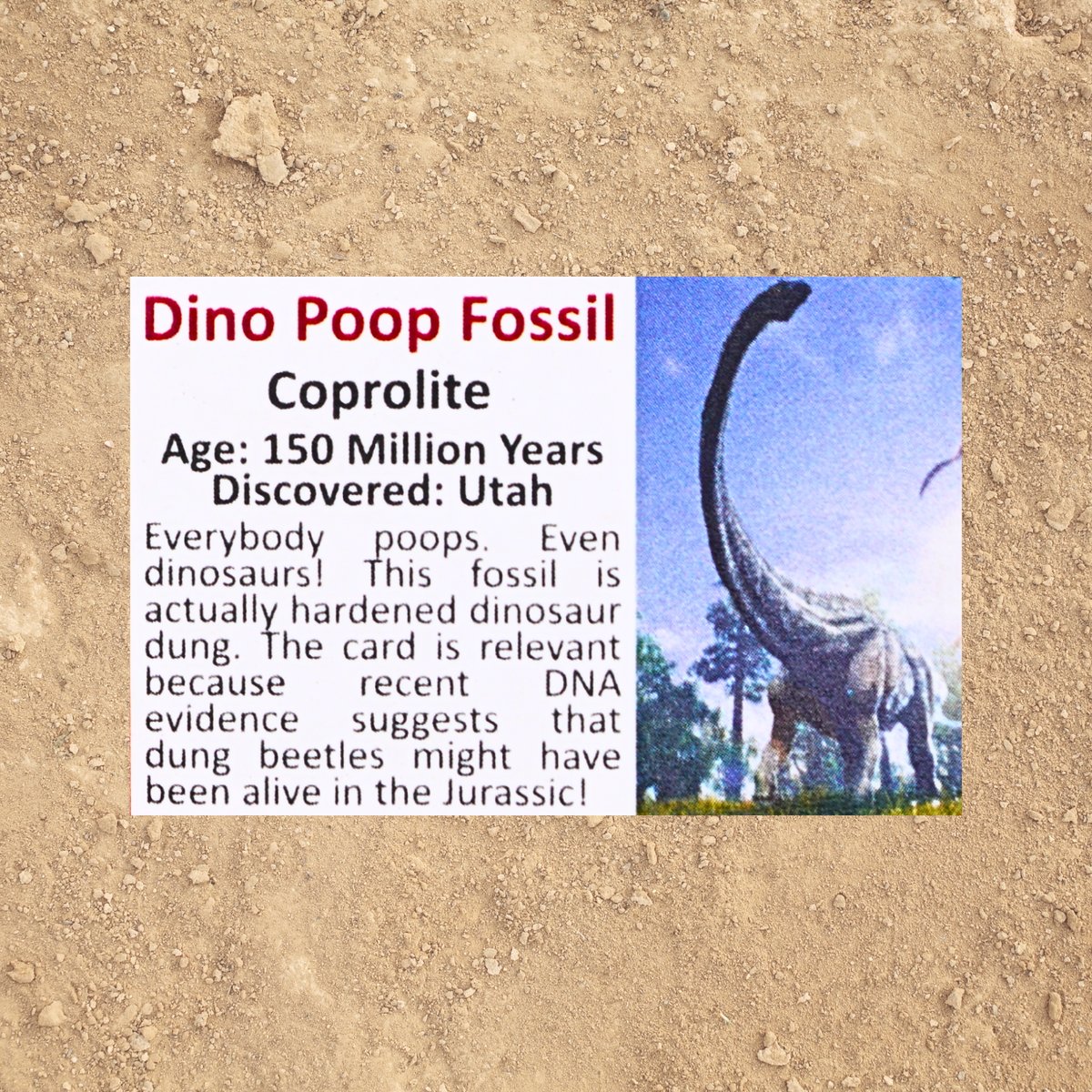 Pokémon Fossil Display - Rellor with Dinosaur Poop Fossil