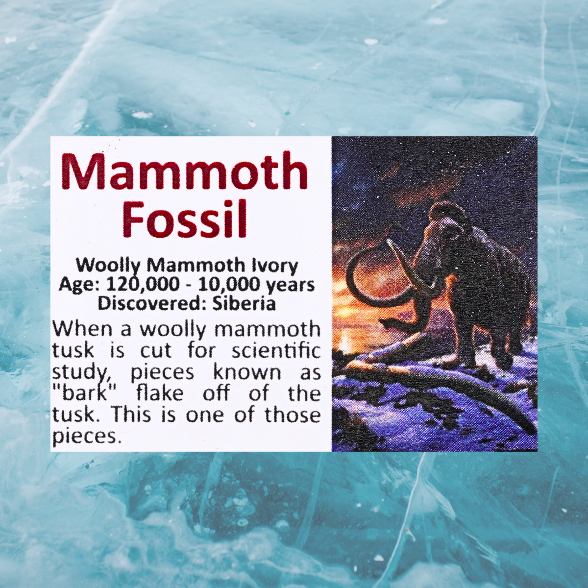 Pokémon Fossil Display - Mamoswine with Mammoth Fossil