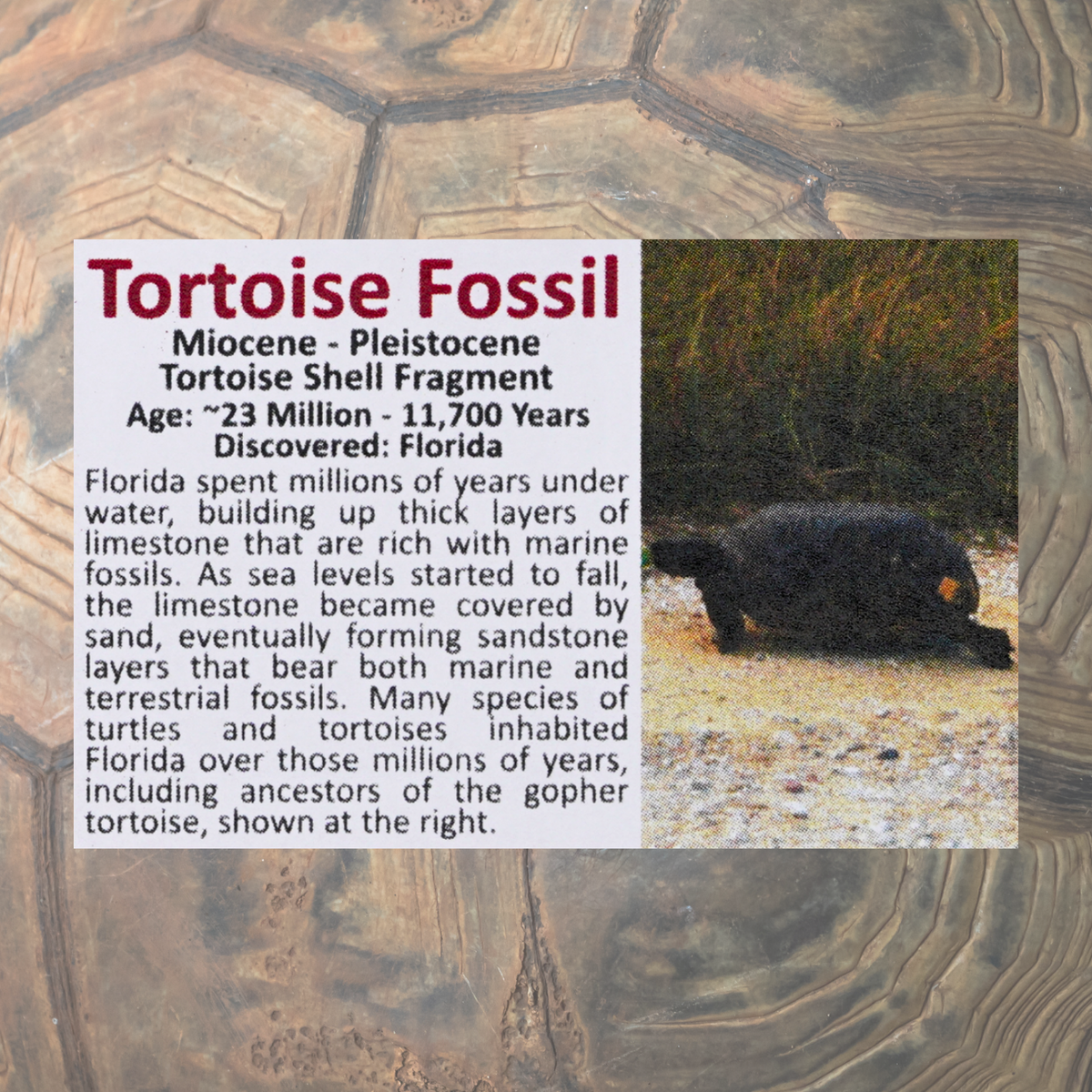 Pokémon Fossil Display - Torkoal with Tortoise Shell Fossil