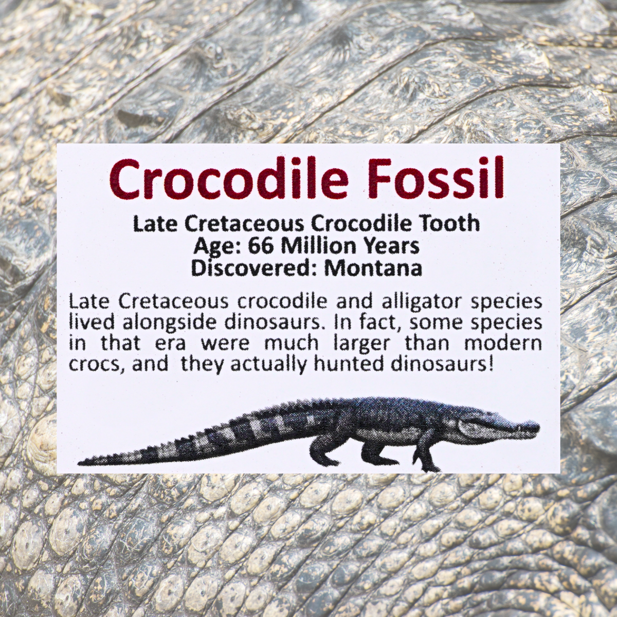Pokémon Fossil Display - Totodile with Crocodile Tooth Fossil