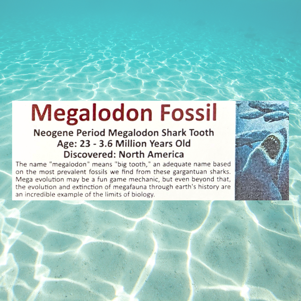 Pokémon Fossil Display - Mega Sharpedo EX with Megalodon Tooth Fossil