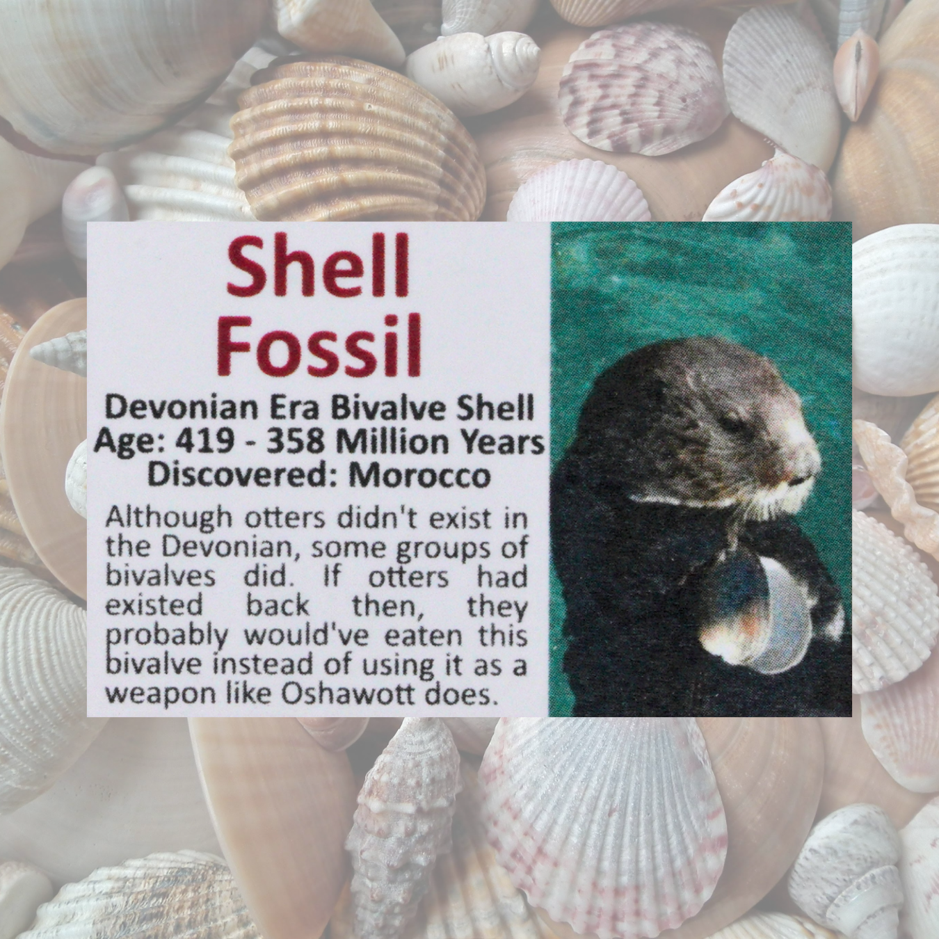 Oshawott Pokémon Fossil Display