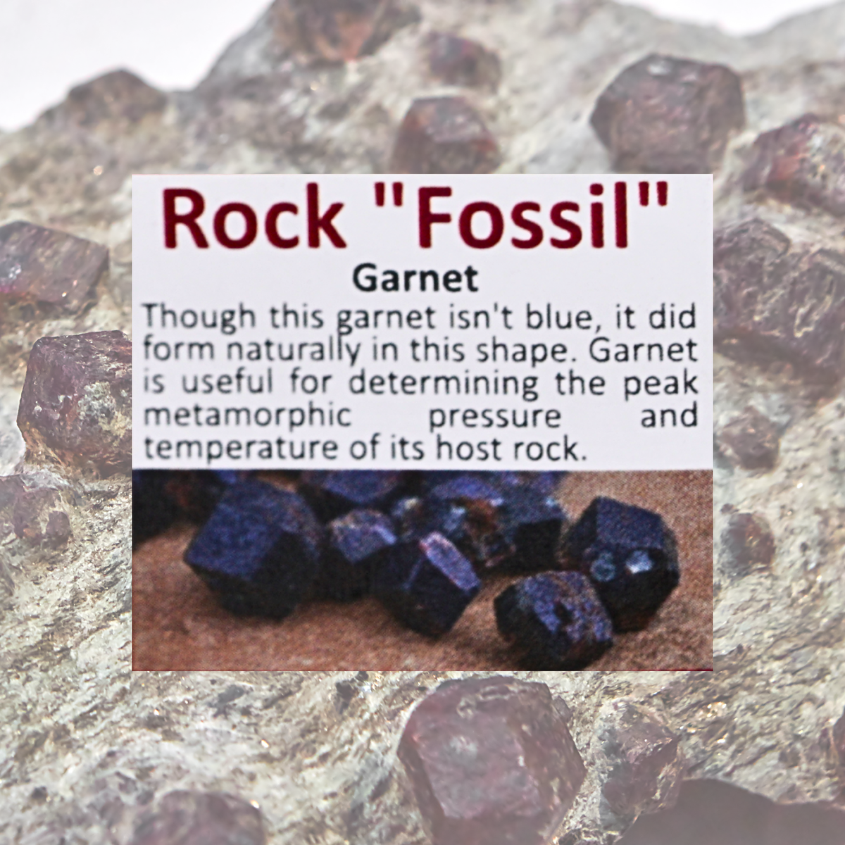 Pokémon Fossil Display - Roggenrola with Garnet