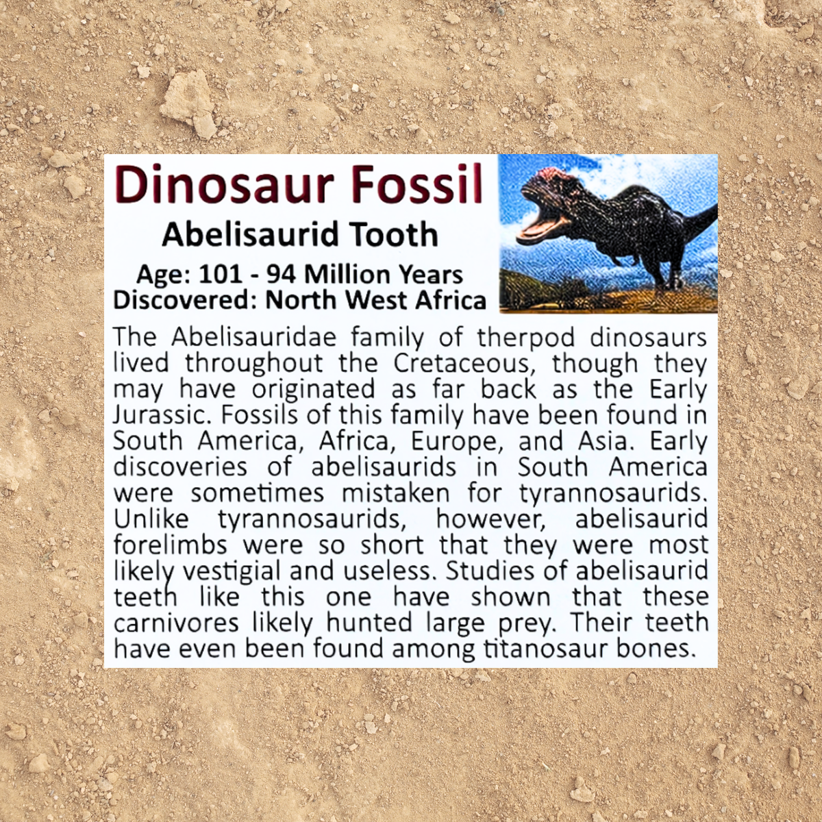 Pokémon Fossil Display - Walking Wake Abelisaurid Tooth
