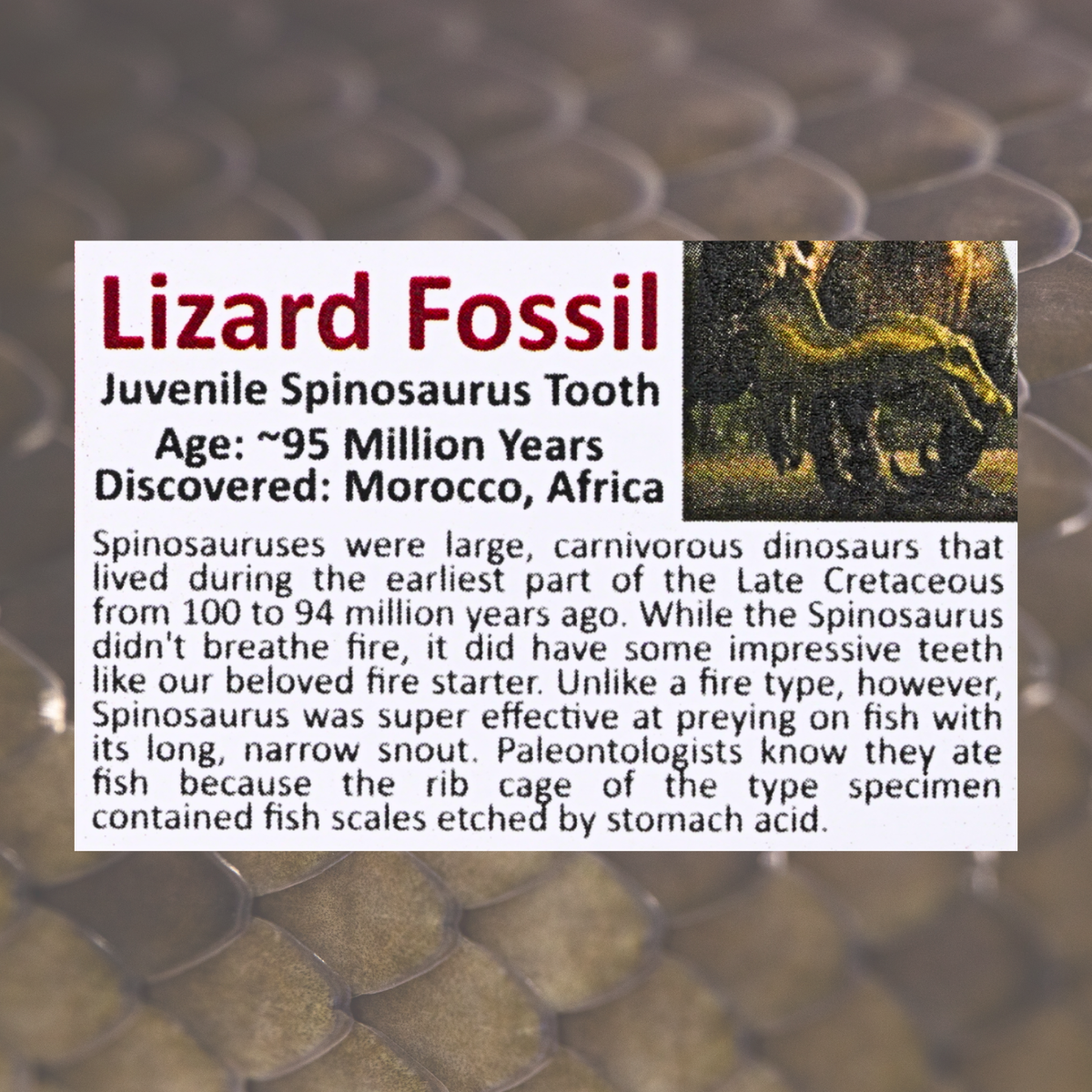 Pokémon Fossilien-Display – Glumanda mit Spinosaurus-Zahnfossil