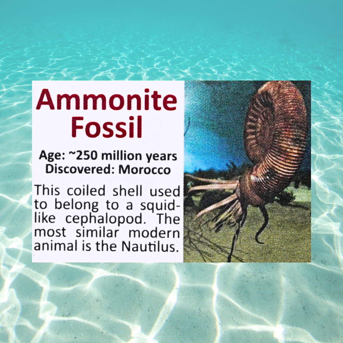 Pokémon Fossil Display - Omastar with Ammonite