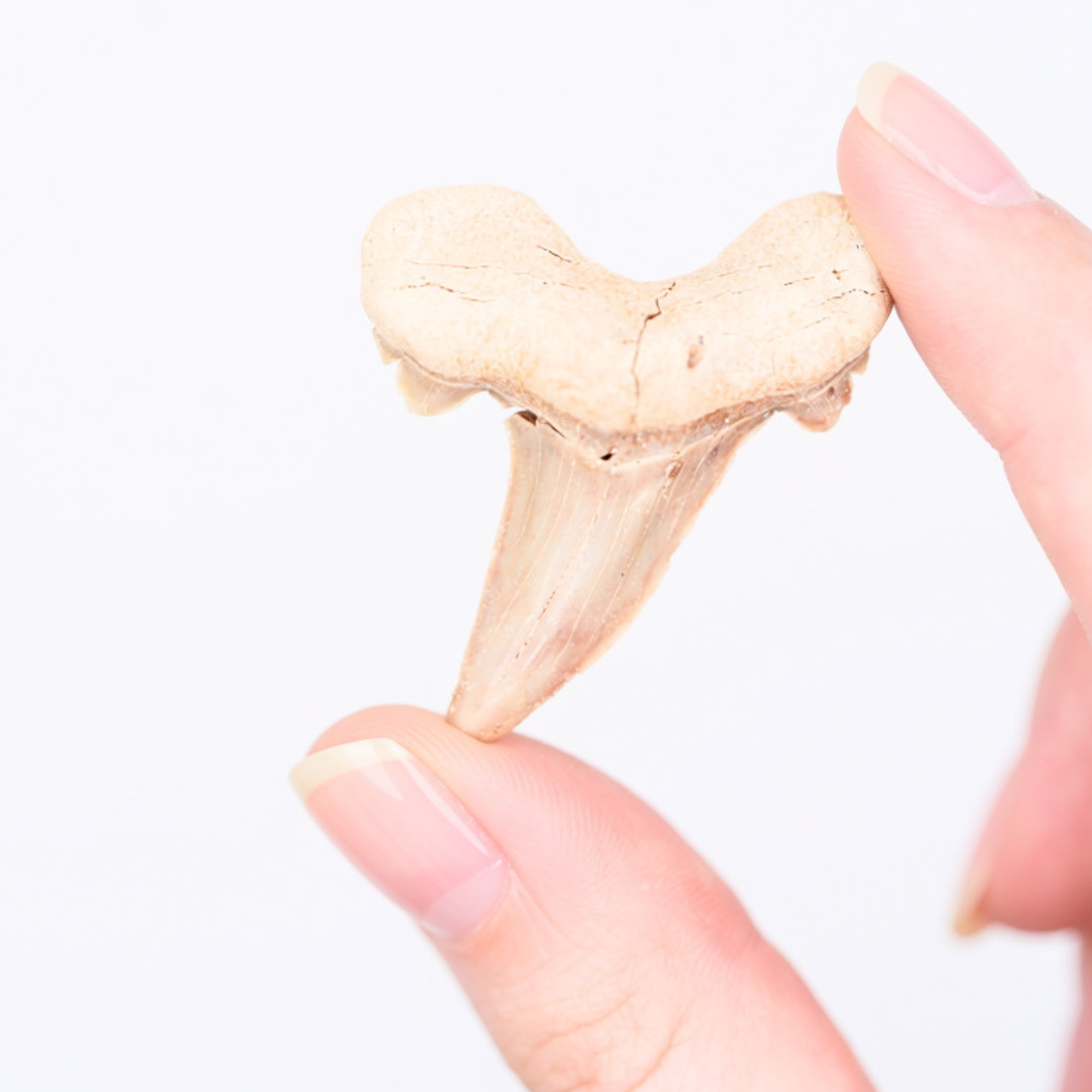Pokémon Fossil Vitrine – Tohaido mit echtem Haifischzahn