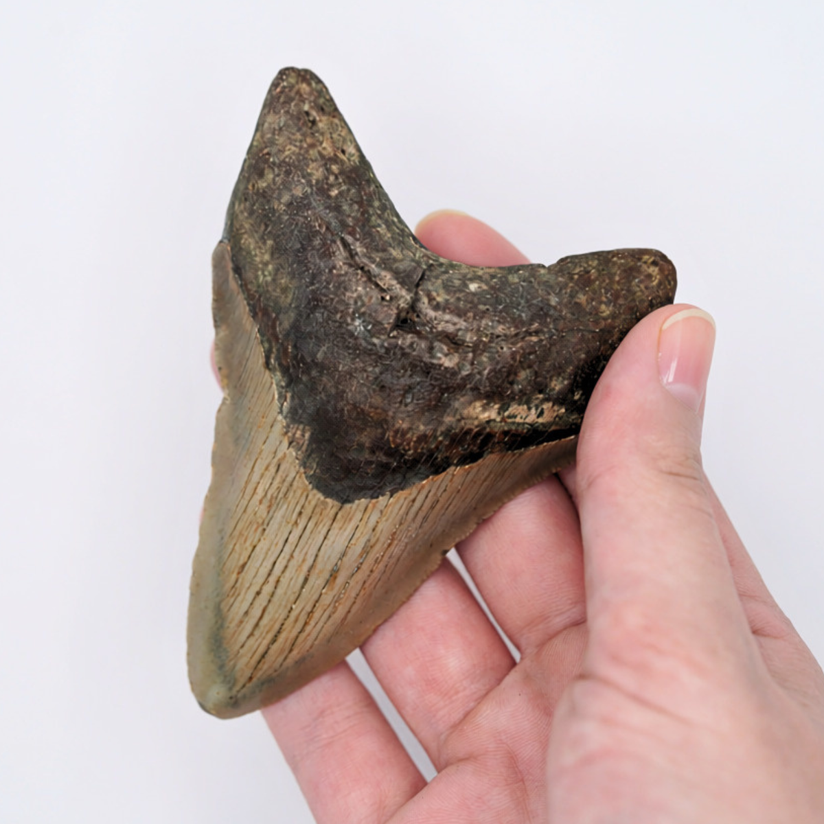 Pokémon Fossil Display - Mega Sharpedo EX with Megalodon Tooth Fossil