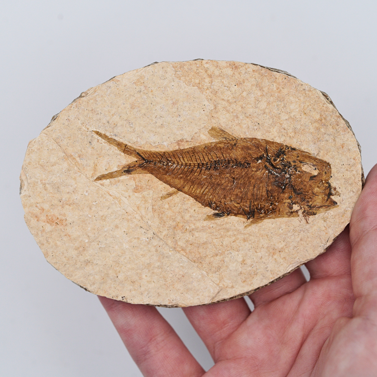 Pokémon Fossil Display - Magikarp Fish Fossil
