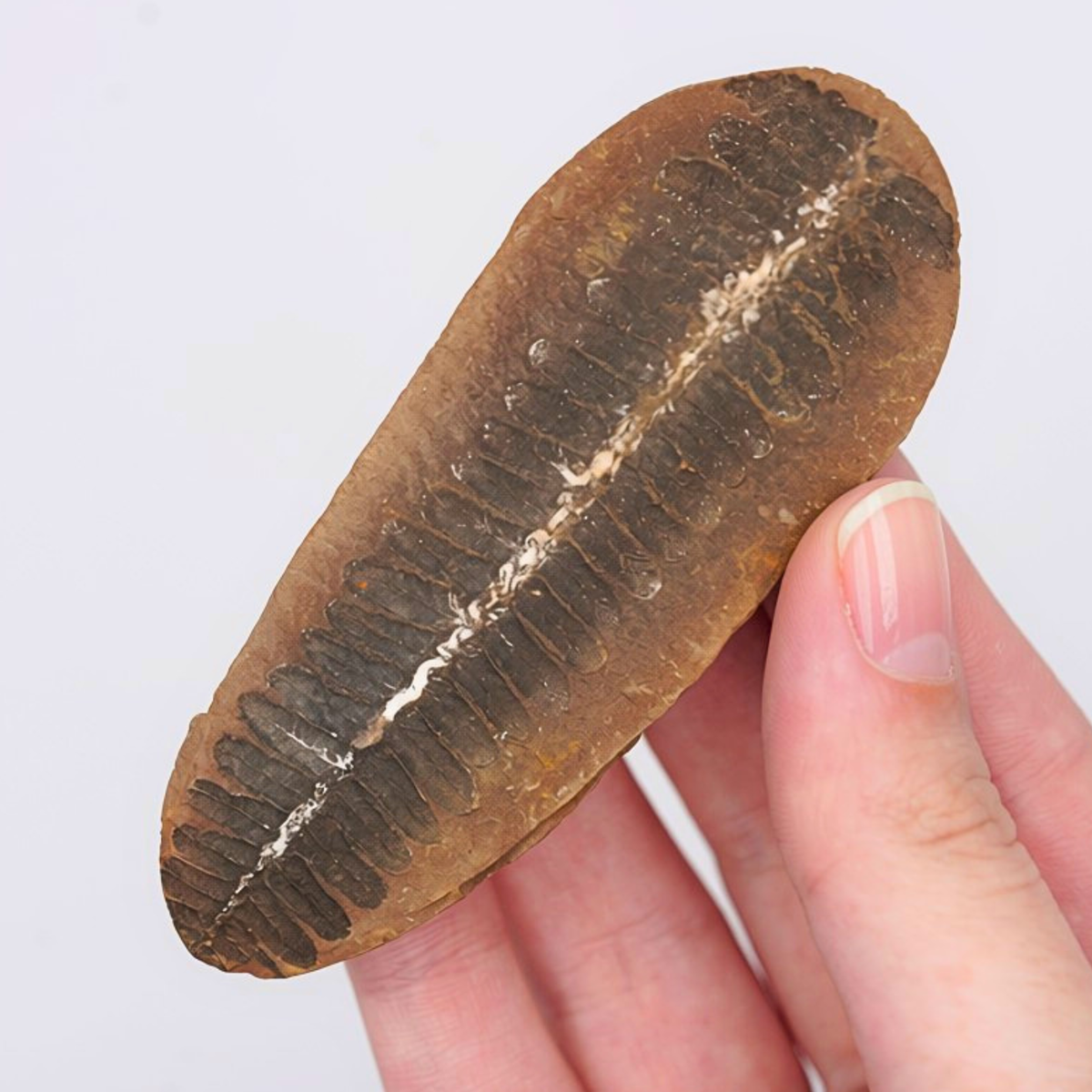 Pokémon Fossil Display - Venusaur Fern Fossil