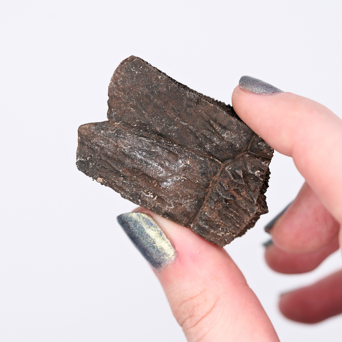 Pokémon Fossil Display - Torkoal with Tortoise Shell Fossil