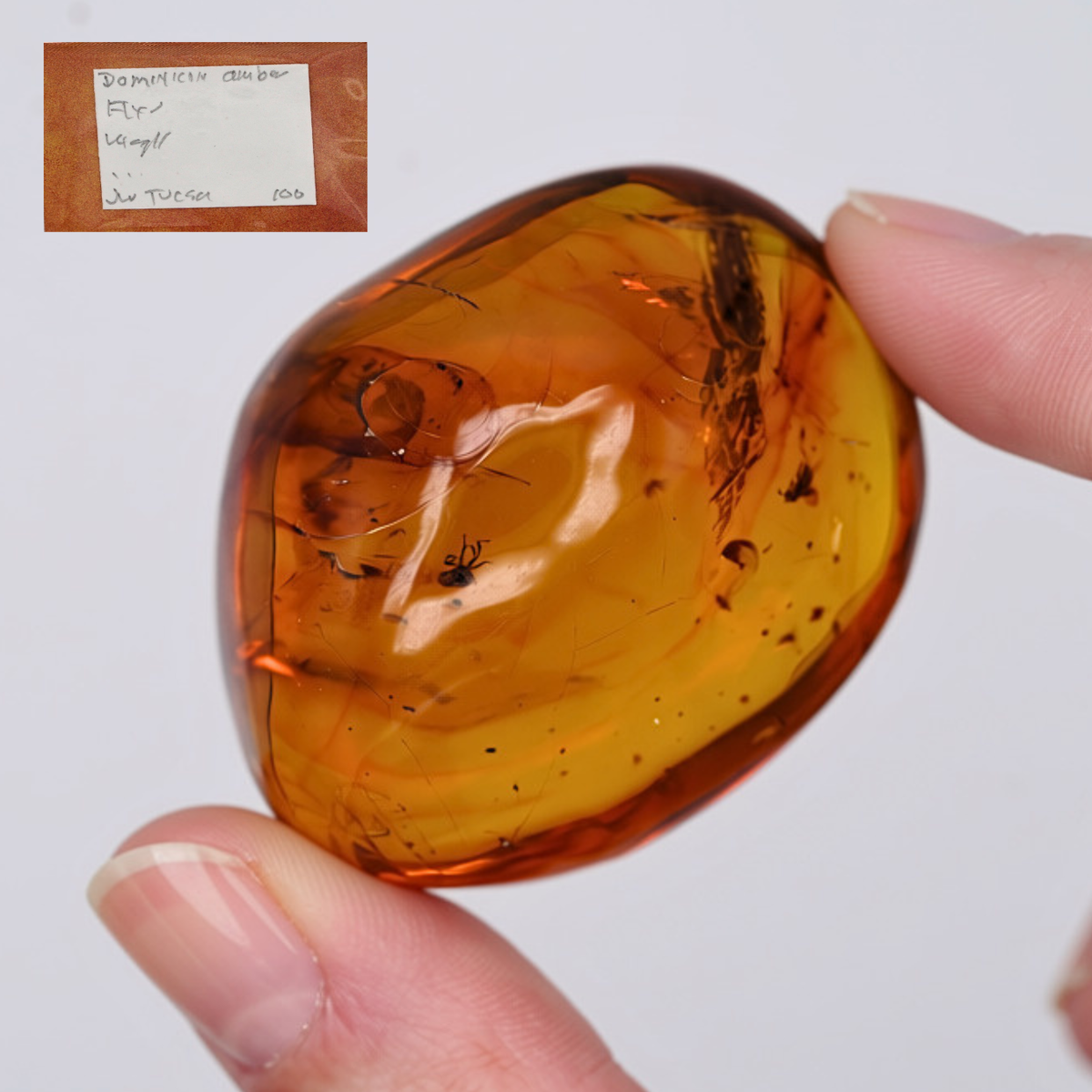 Pokémon Fossil Display - Graded 1st Edition Aerodactyl with Amber and Pterosaur Fossil