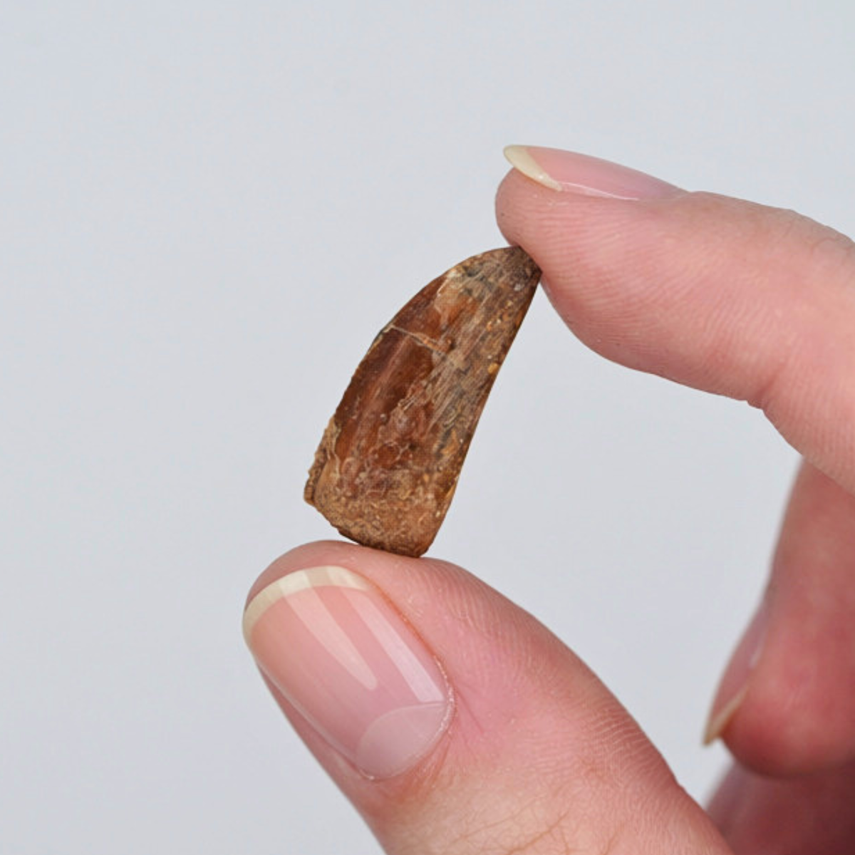 Pokémon Fossil Display - Walking Wake Abelisaurid Tooth