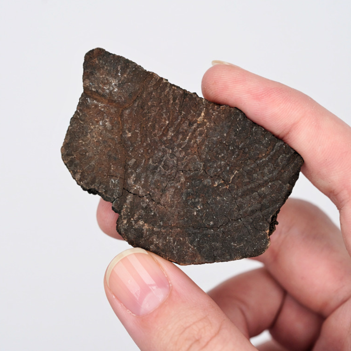 Pokémon Fossil Display - Carracosta Turtle Fossil