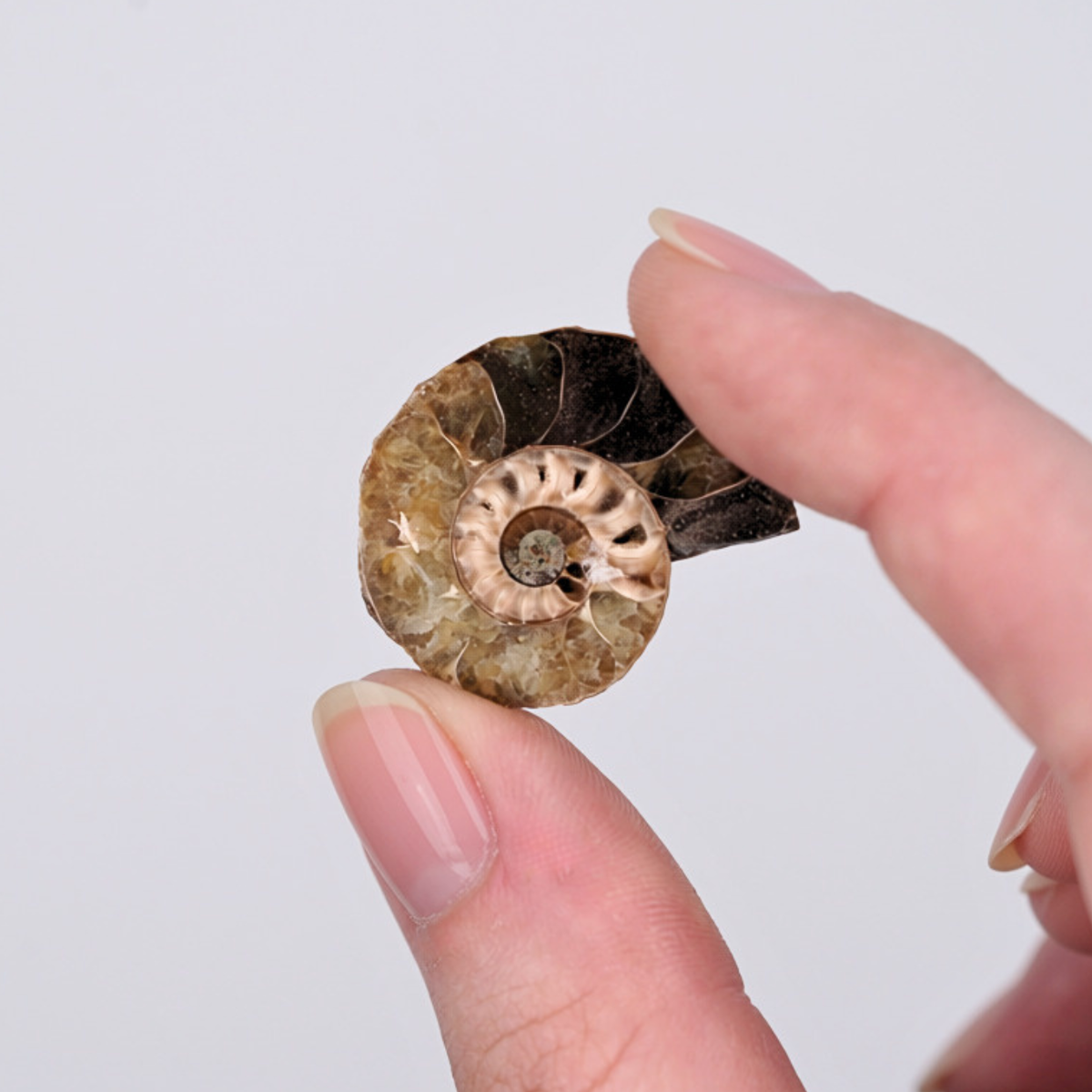 Pokémon Fossil Display - Omastar with Ammonite