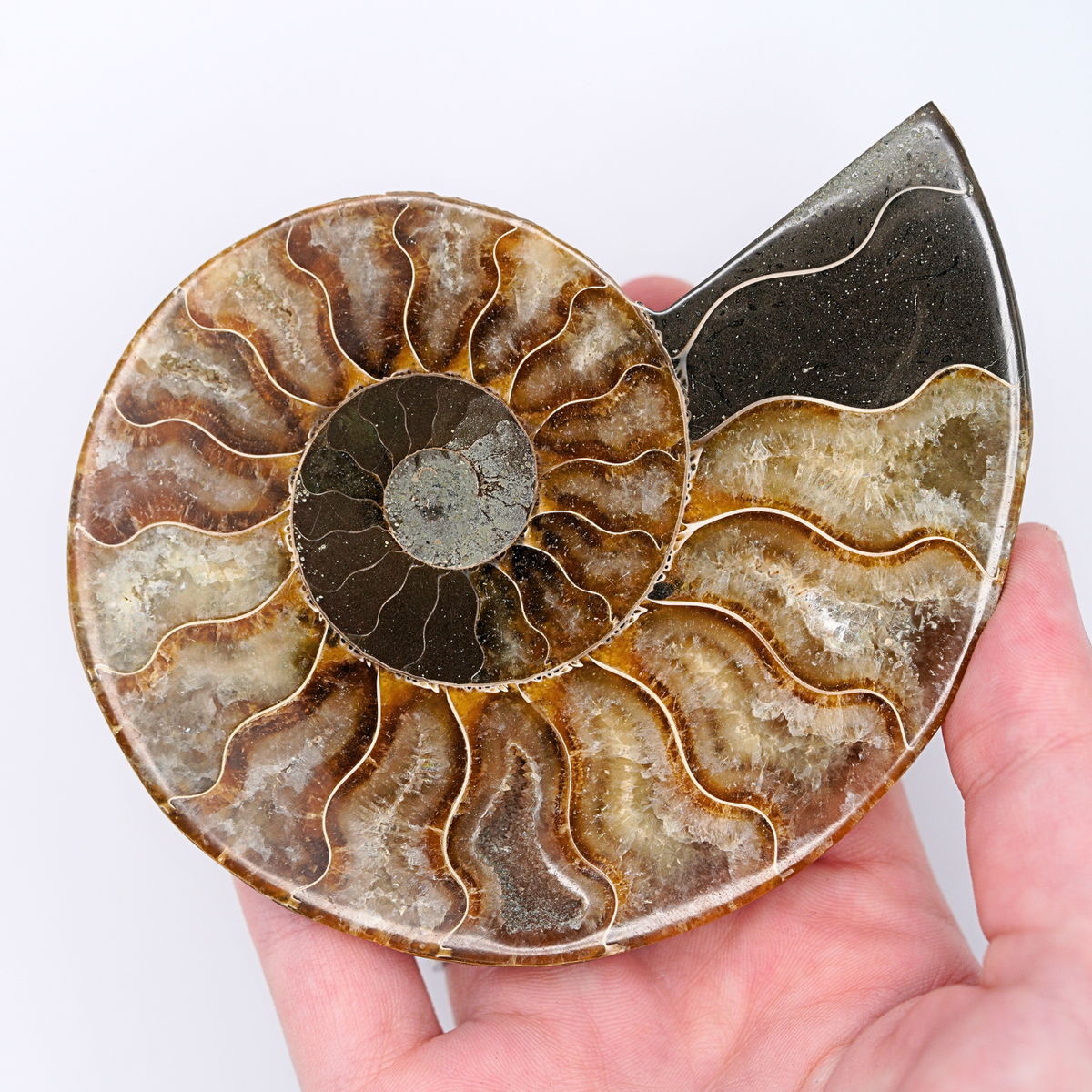 Pokémon Fossil Display - Omanyte with Ammonite Fossil