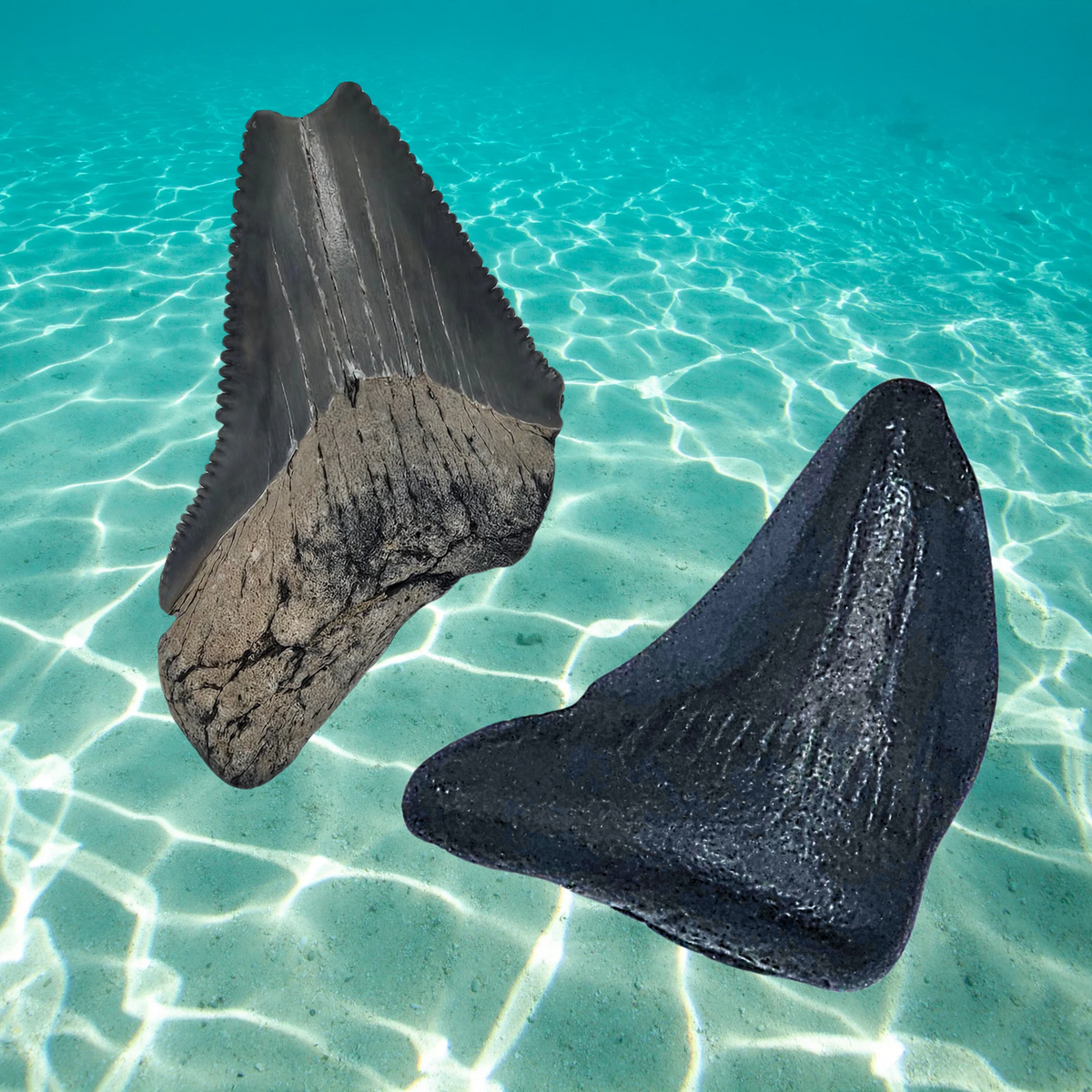 Megalodon Shark Tooth Display