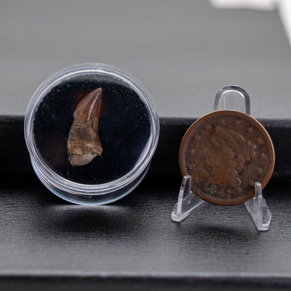 Fossilized tooth in a clear container next to a copper coin on a dark surface