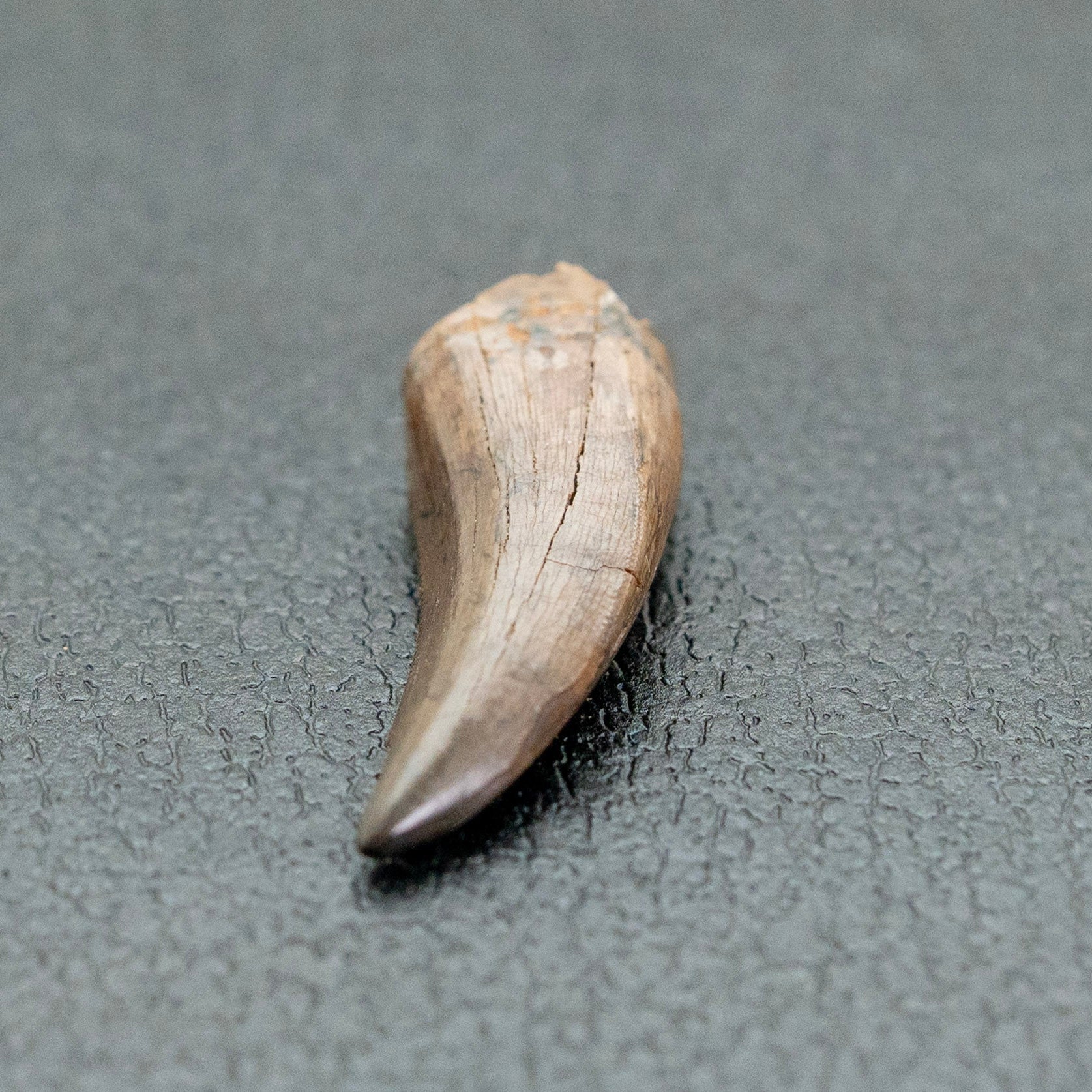 Fossilized tooth on a gray textured surface