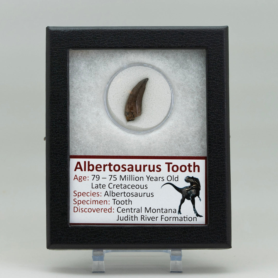 Fossilized tooth in a display case with educational label on a gray background