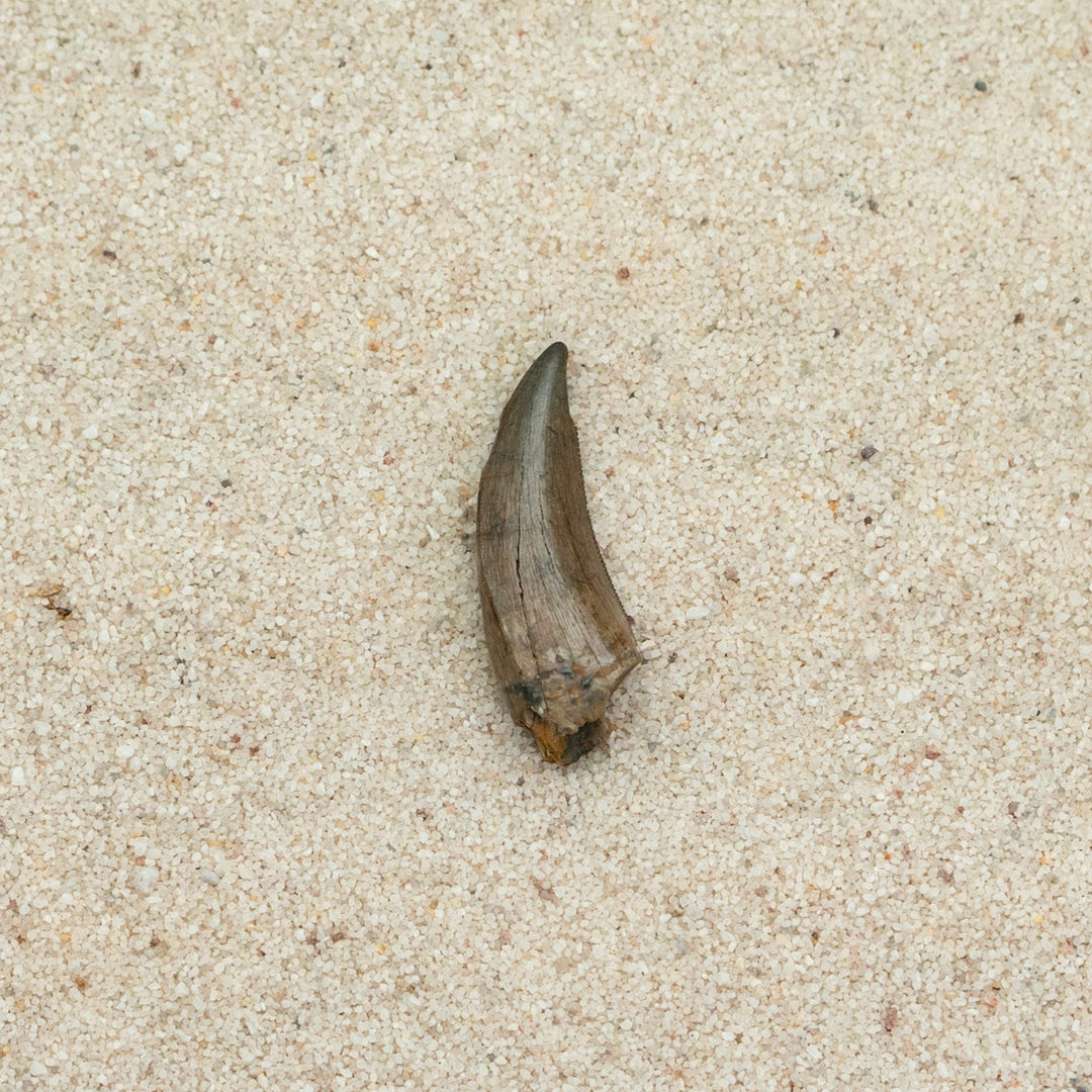 Fossil on Sandy background