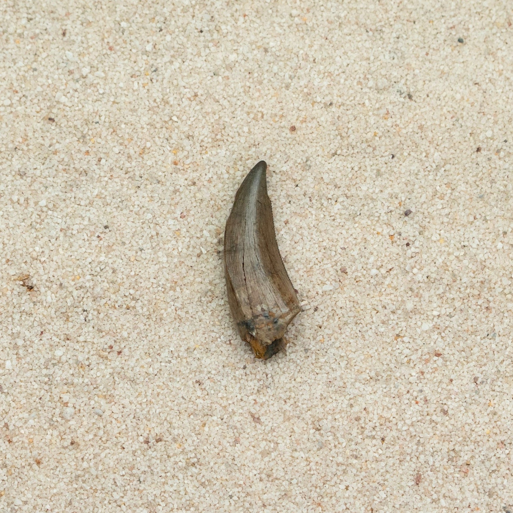 Fossil on Sandy background