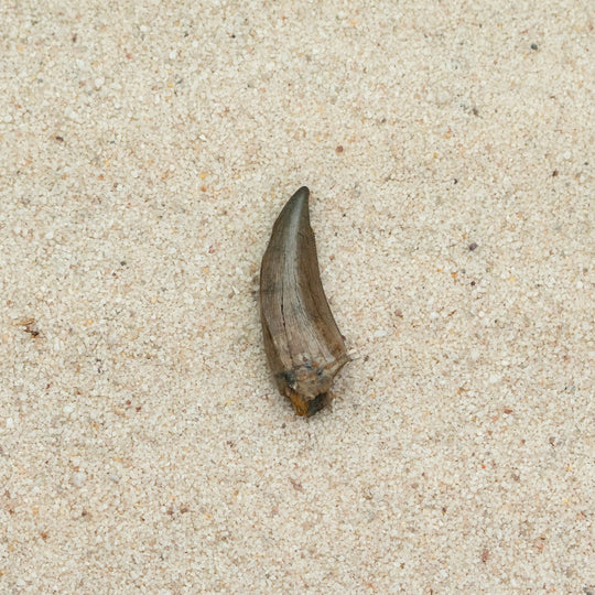 Fossil on Sandy background