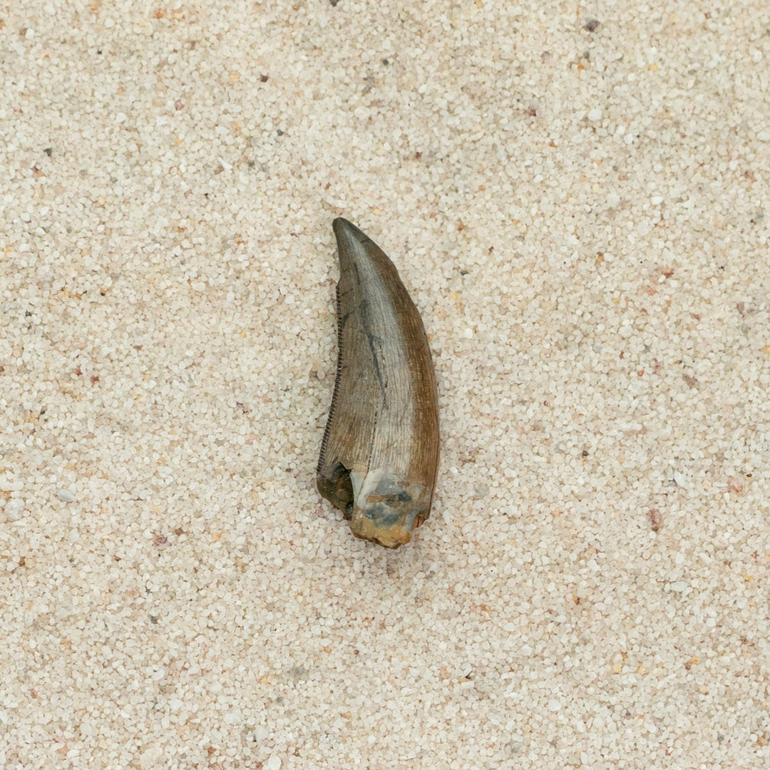 Fossilized tooth on a sandy background