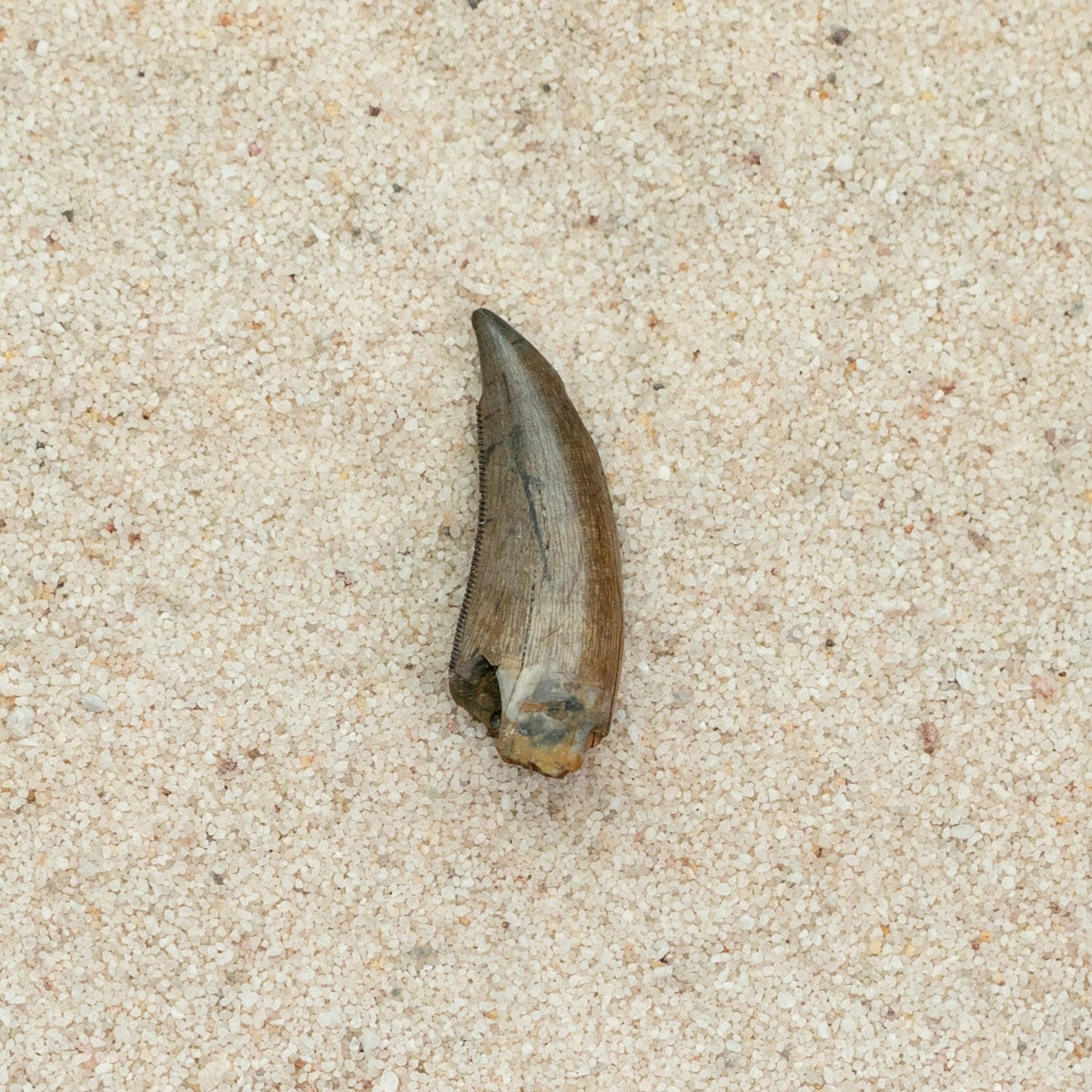 Fossilized tooth on a sandy background
