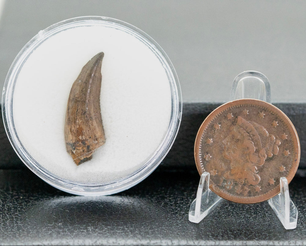 Fossilized tooth and vintage copper coin in display cases on a gray surface
