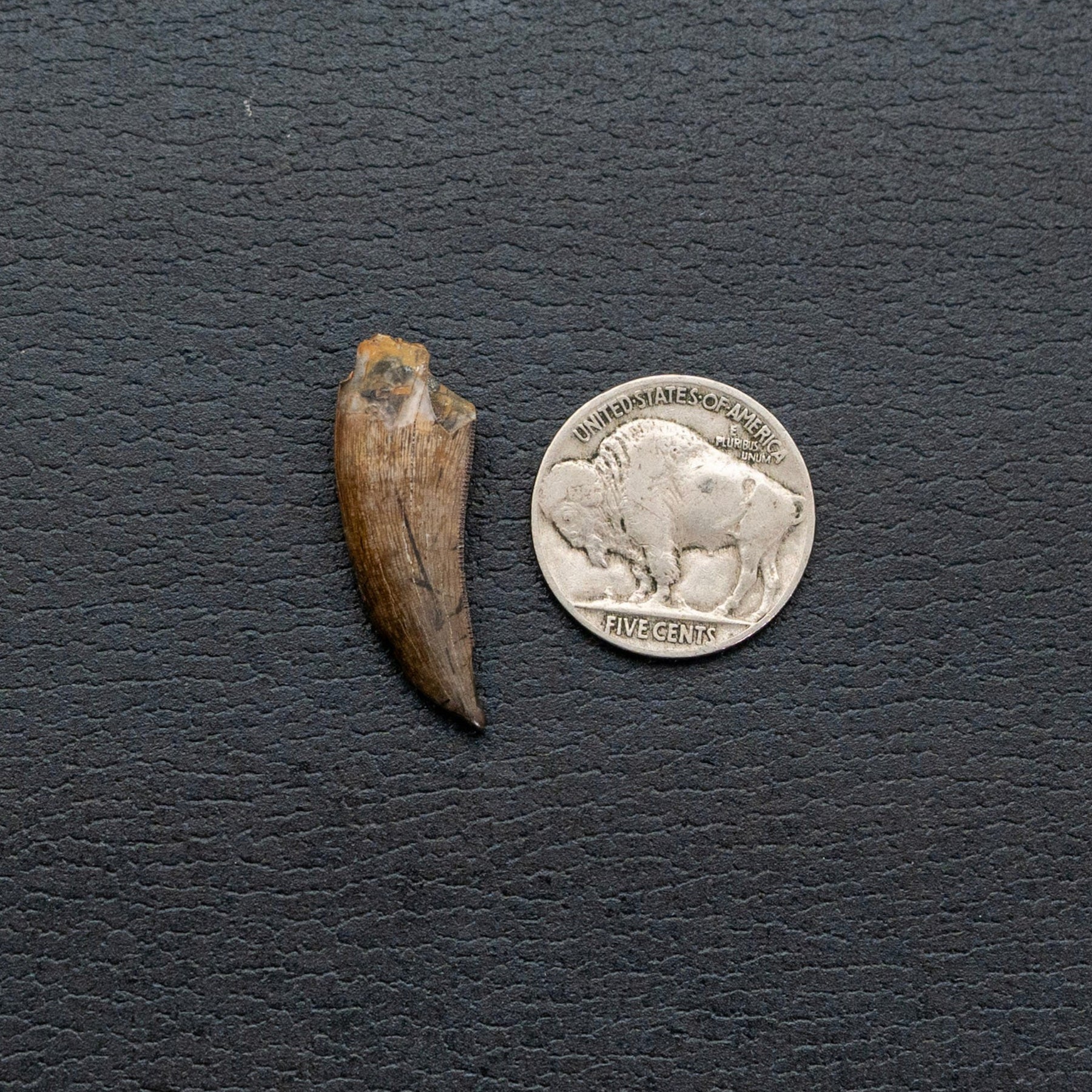 Fossil tooth next to a U.S. nickel on a dark textured background