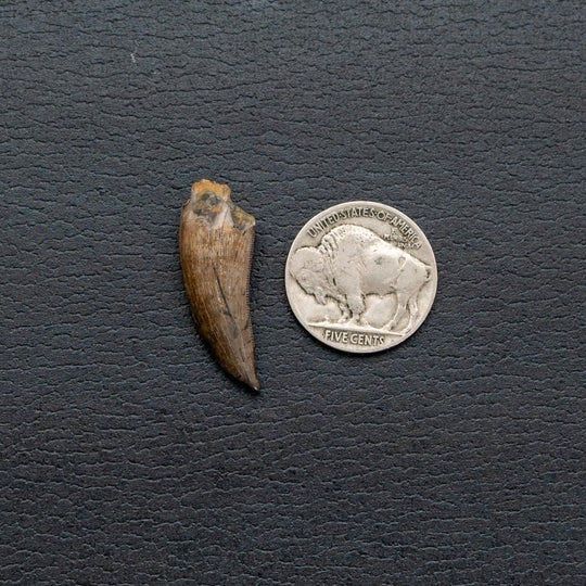 Fossil tooth next to a U.S. nickel on a dark textured background