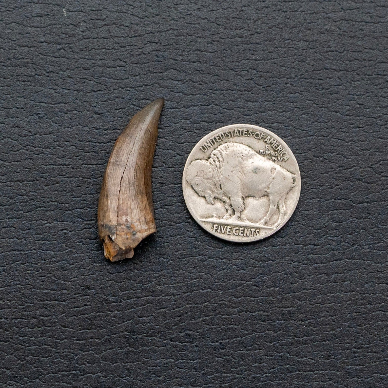 Fossilized tooth next to a U.S. nickel on a dark surface