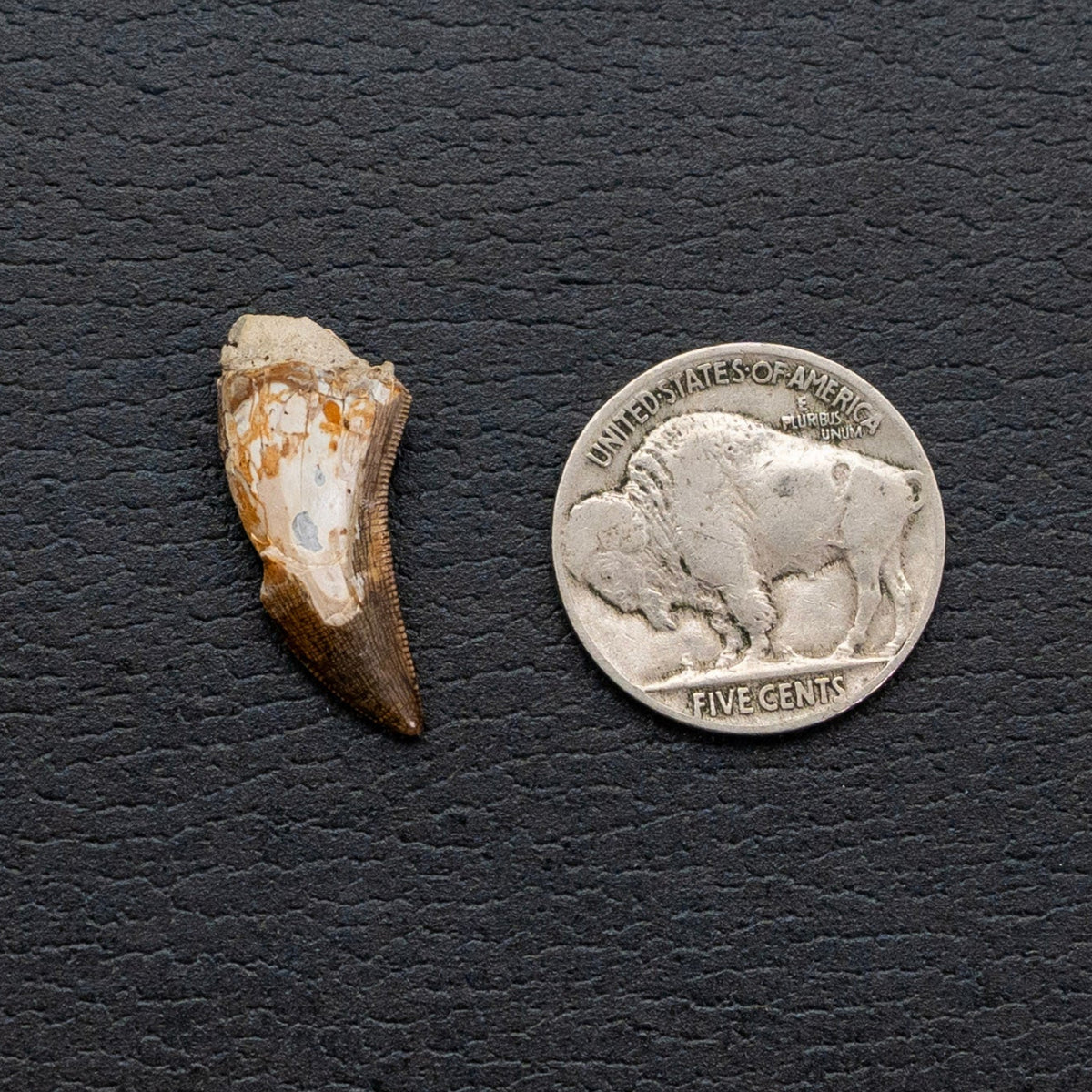 Fossil tooth next to a Buffalo Nickel on a dark textured surface