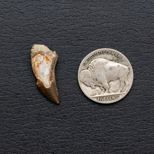 Fossil tooth next to a Buffalo Nickel on a dark textured surface