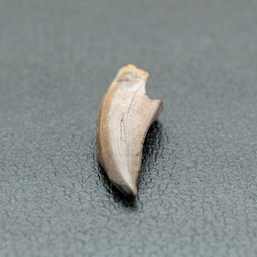 Fossilized tooth on a gray surface