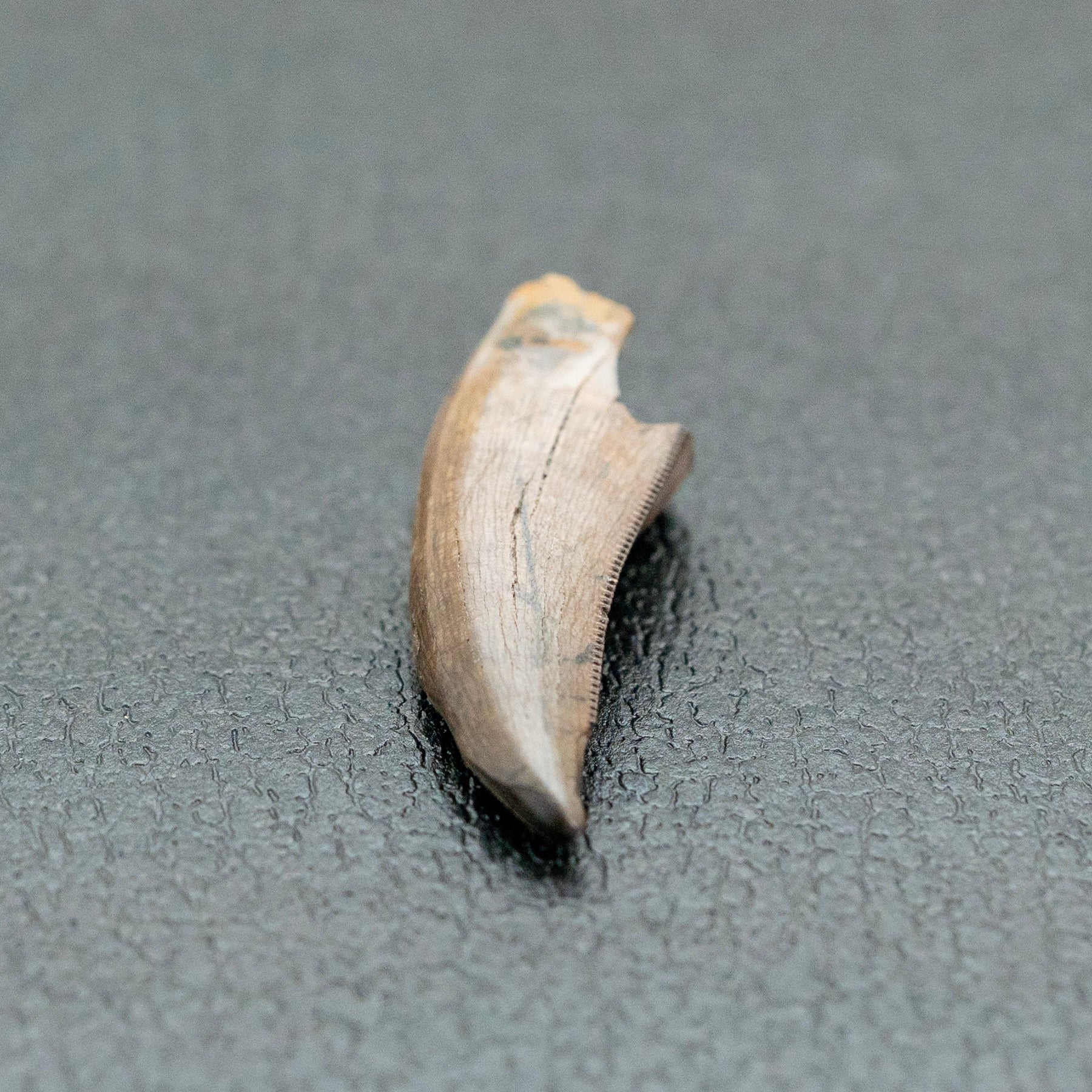Fossilized tooth on a gray surface