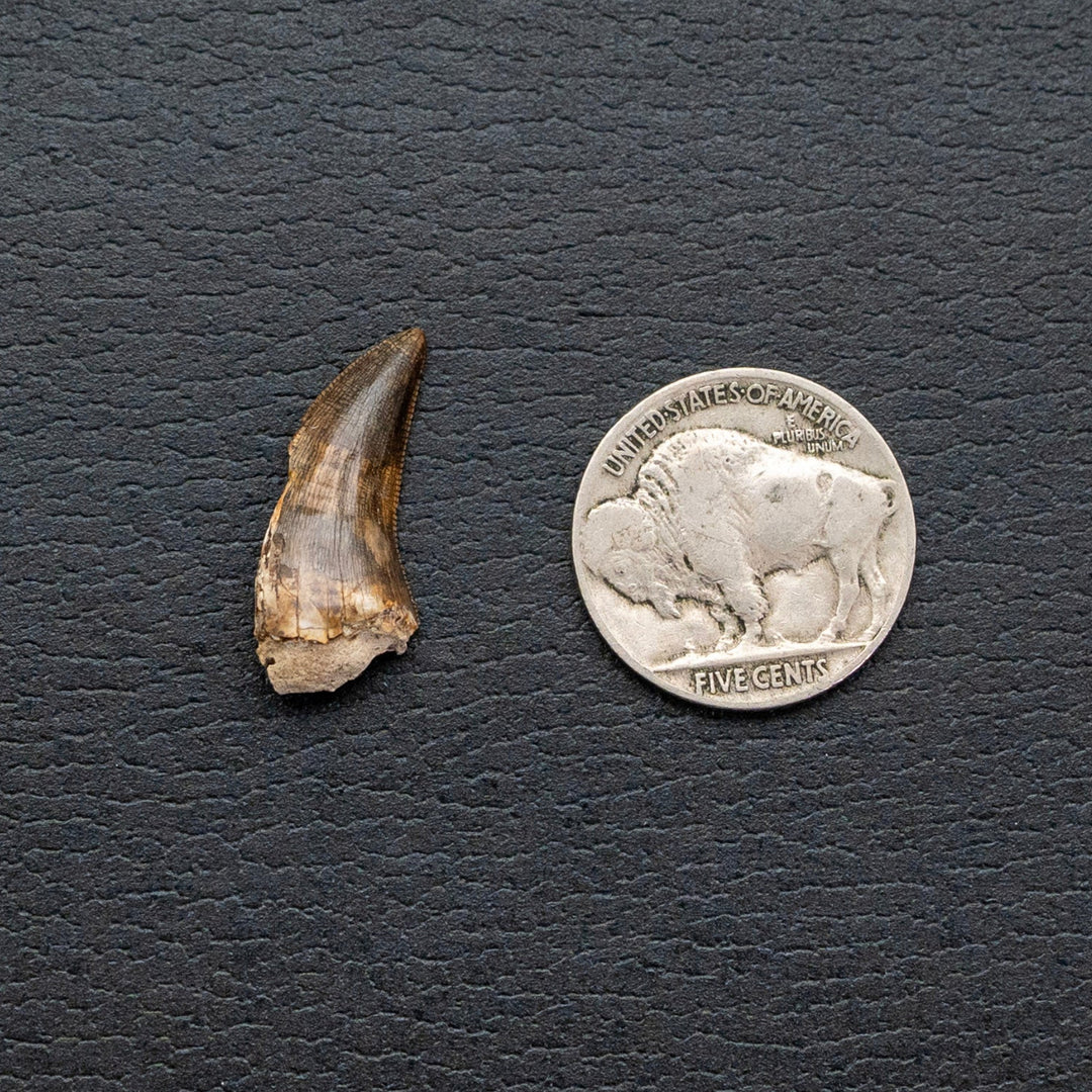 Fossil tooth next to a silver buffalo nickel on a dark textured surface
