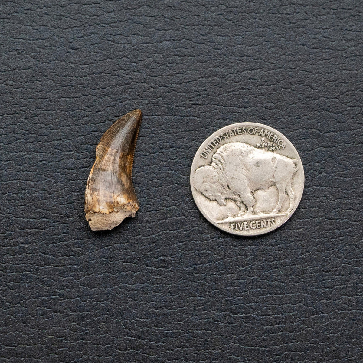 Fossil tooth next to a silver buffalo nickel on a dark textured surface