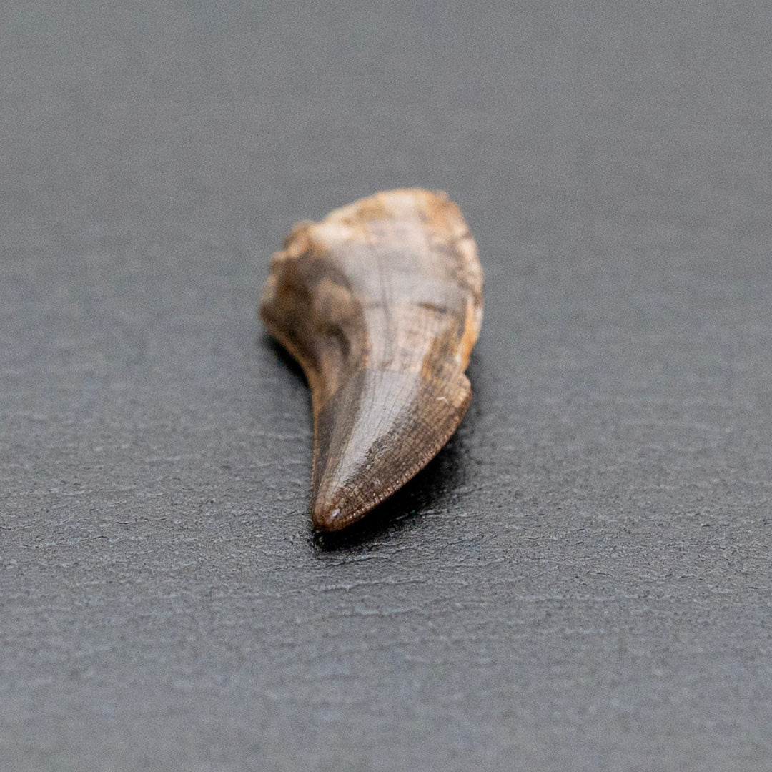 Fossil Tooth on Gray background
